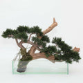 Creeping Cedar Bonsai in Glass Pot – The Ever Botanic