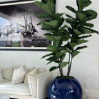 Blue Globe Planter with Fiddle Leaf Fig – The Ever Botanic