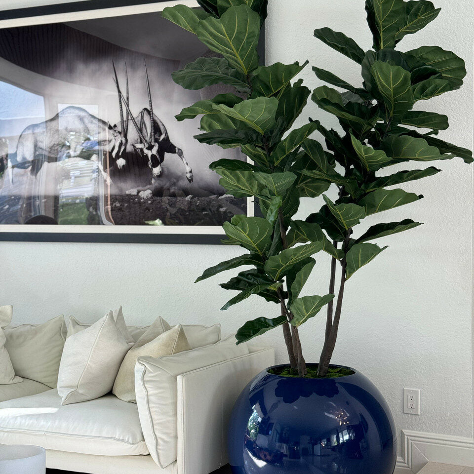 30" Blue Globe Vase with Fiddle Leaf Fig – The Ever Botanic