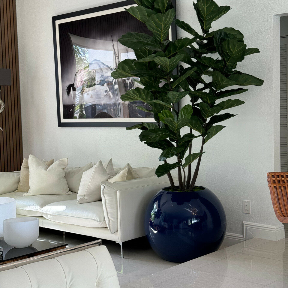 Blue globe vase with fiddle leaf fig – The Ever Botanic