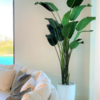 9-Foot Bird of Paradise with Glossy White Planter – The Ever Botanic
