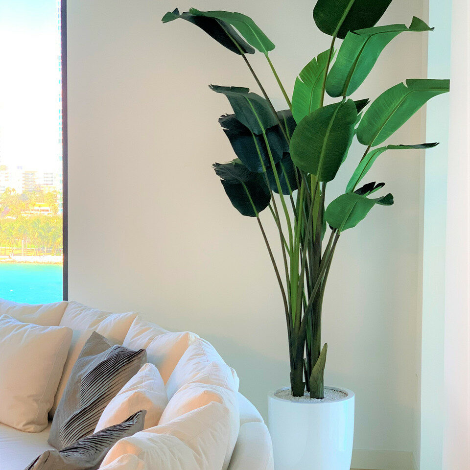 9-Foot Bird of Paradise with Glossy White Planter – The Ever Botanic