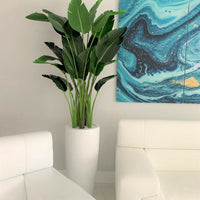 Bird of Paradise