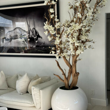 White magnolia tree in shiny white globe pot 30" – The Ever Botanic
