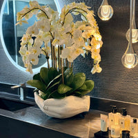 Orchids